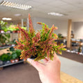 Calluna vulgaris ‘Beauty Ladies® Skyline Dallas’ – Burnt Orange Red Heather - Sprouts of Bristol