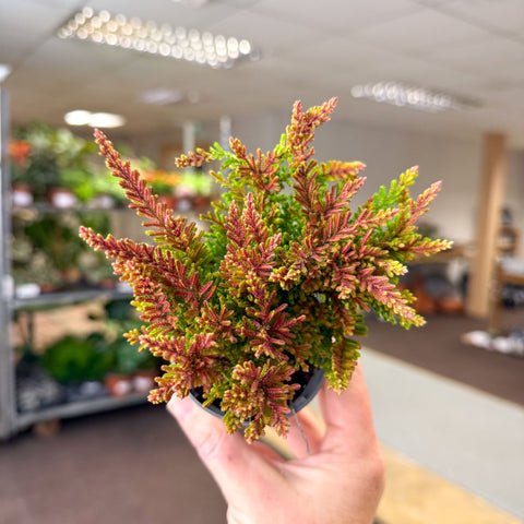 Calluna vulgaris ‘Beauty Ladies® Skyline Dallas’ – Burnt Orange Red Heather - Sprouts of Bristol