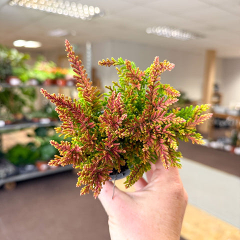 Calluna vulgaris ‘Beauty Ladies® Skyline Dallas’ – Burnt Orange Red Heather - Sprouts of Bristol