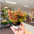 Calluna vulgaris ‘Beauty Ladies® Skyline Dallas’ – Burnt Orange Red Heather - Sprouts of Bristol