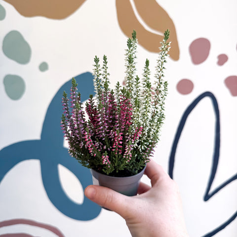 Calluna vulgaris ‘Beauty Ladies® Trio Girl’ - Mixed Heather - Sprouts of Bristol