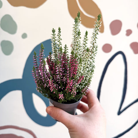 Calluna vulgaris ‘Beauty Ladies® Trio Girl’ - Mixed Heather - Sprouts of Bristol