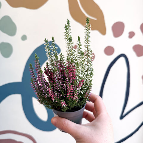 Calluna vulgaris ‘Beauty Ladies® Trio Girl’ - Mixed Heather - Sprouts of Bristol