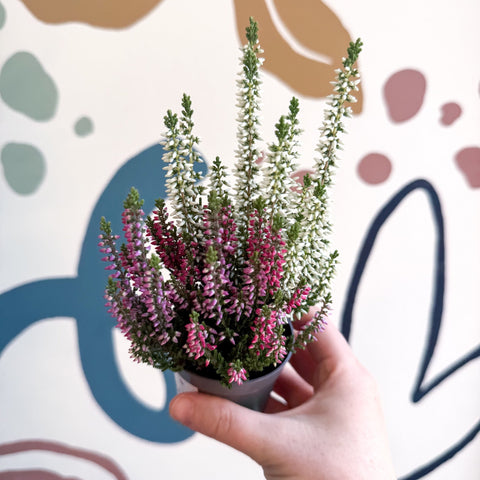 Calluna vulgaris ‘Beauty Ladies® Trio Girl’ - Mixed Heather - Sprouts of Bristol