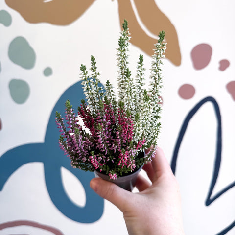 Calluna vulgaris ‘Beauty Ladies® Trio Girl’ - Mixed Heather - Sprouts of Bristol