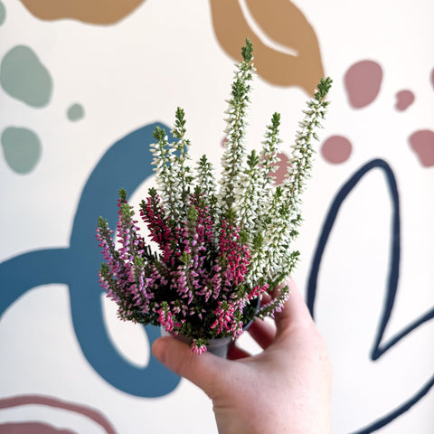 Calluna vulgaris ‘Beauty Ladies® Trio Girl’ - Mixed Heather - Sprouts of Bristol