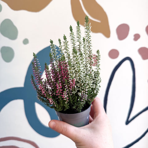 Calluna vulgaris ‘Beauty Ladies® Trio Girl’ - Mixed Heather - Sprouts of Bristol