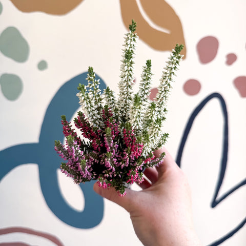 Calluna vulgaris ‘Beauty Ladies® Trio Girl’ - Mixed Heather - Sprouts of Bristol