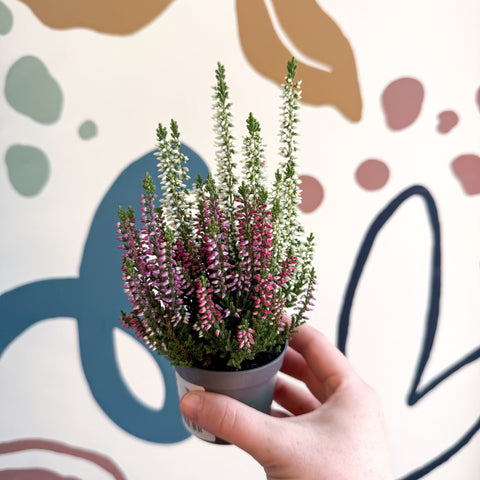 Calluna vulgaris ‘Beauty Ladies® Trio Girl’ - Mixed Heather - Sprouts of Bristol