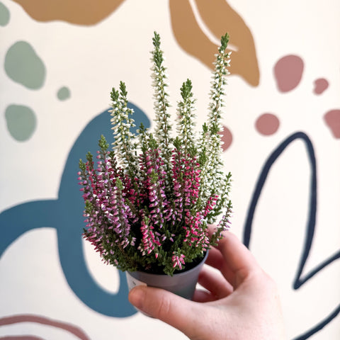 Calluna vulgaris ‘Beauty Ladies® Trio Girl’ - Mixed Heather - Sprouts of Bristol