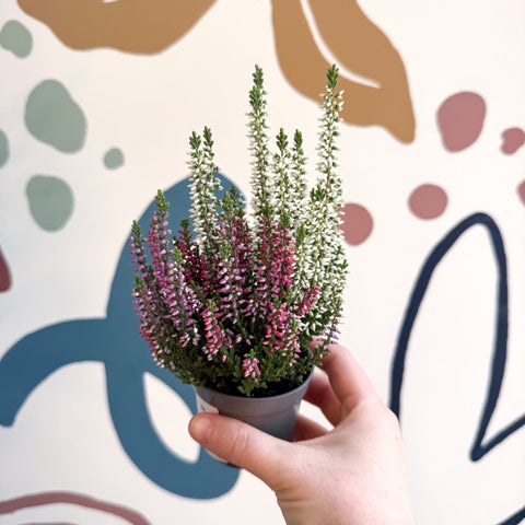 Calluna vulgaris ‘Beauty Ladies® Trio Girl’ - Mixed Heather - Sprouts of Bristol