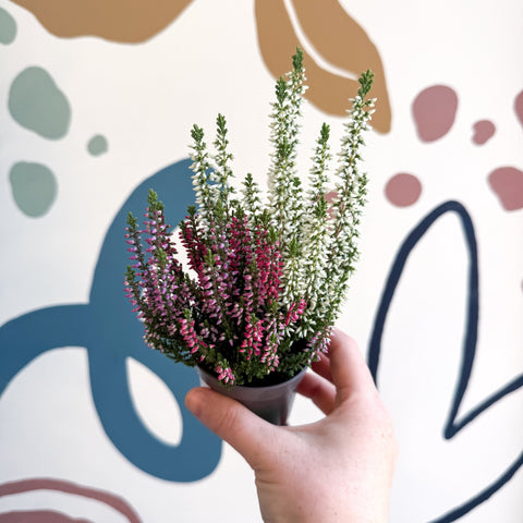 Calluna vulgaris ‘Beauty Ladies® Trio Girl’ - Mixed Heather - Sprouts of Bristol