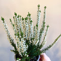 Calluna vulgaris 'Beauty Ladies Verenka' - Heather - Sprouts of Bristol