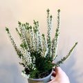 Calluna vulgaris 'Beauty Ladies Verenka' - Heather - Sprouts of Bristol