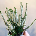 Calluna vulgaris 'Beauty Ladies Verenka' - Heather - Sprouts of Bristol