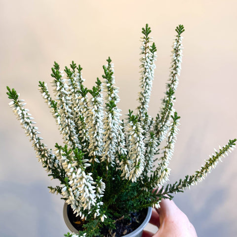 Calluna vulgaris 'Beauty Ladies Verenka' - Heather - Sprouts of Bristol