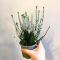 Calluna vulgaris 'Beauty Ladies Verenka' - Heather - Sprouts of Bristol