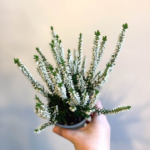 Calluna vulgaris 'Beauty Ladies Verenka' - Heather - Sprouts of Bristol