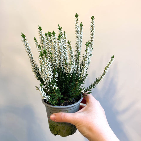 Calluna vulgaris 'Beauty Ladies Verenka' - Heather - Sprouts of Bristol