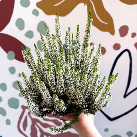 Calluna vulgaris ‘Beauty Ladies® Wit’ – White Heather - Sprouts of Bristol