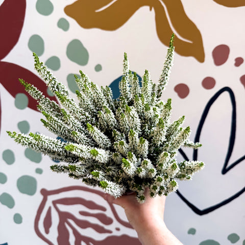 Calluna vulgaris ‘Beauty Ladies® Wit’ – White Heather - Sprouts of Bristol