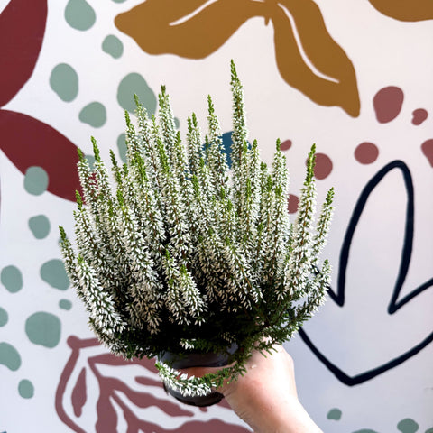 Calluna vulgaris ‘Beauty Ladies® Wit’ – White Heather - Sprouts of Bristol