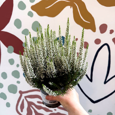 Calluna vulgaris ‘Beauty Ladies® Wit’ – White Heather - Sprouts of Bristol