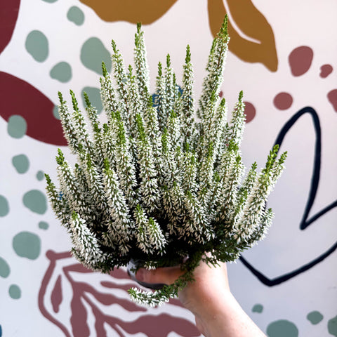 Calluna vulgaris ‘Beauty Ladies® Wit’ – White Heather - Sprouts of Bristol