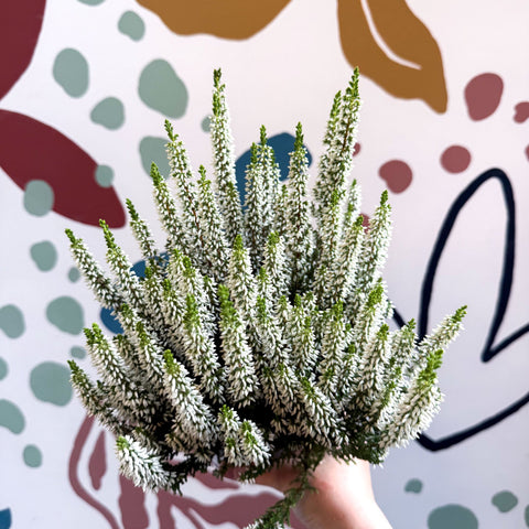 Calluna vulgaris ‘Beauty Ladies® Wit’ – White Heather - Sprouts of Bristol