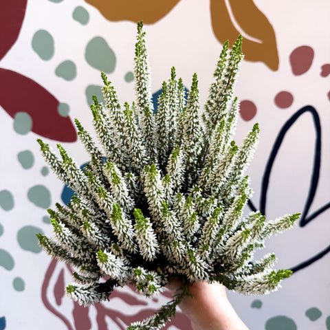 Calluna vulgaris ‘Beauty Ladies® Wit’ – White Heather - Sprouts of Bristol