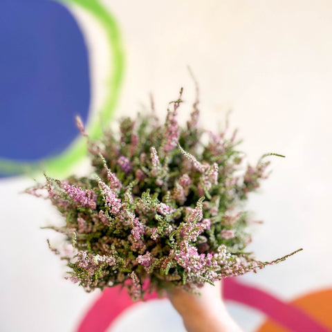 Calluna vulgaris 'Dark Star' - Heather - Sprouts of Bristol