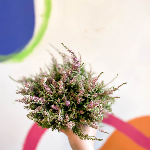 Calluna vulgaris 'Dark Star' - Heather - Sprouts of Bristol