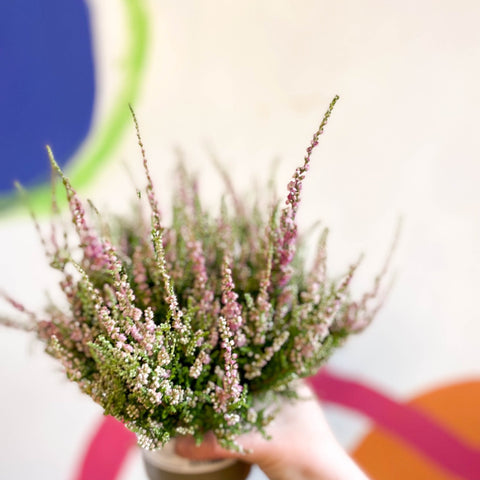 Calluna vulgaris 'Dark Star' - Heather - Sprouts of Bristol