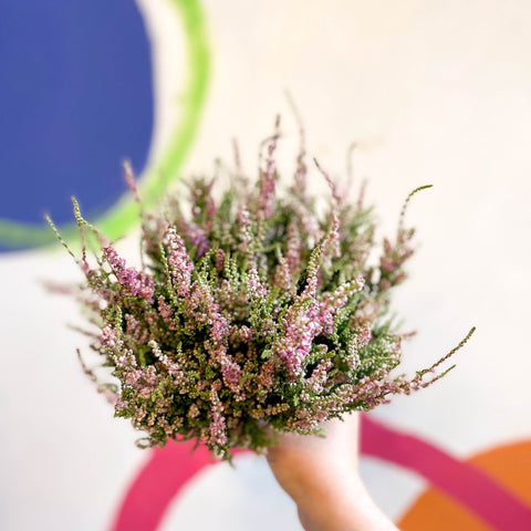 Calluna vulgaris 'Dark Star' - Heather - Sprouts of Bristol