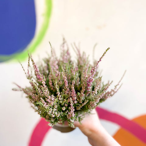 Calluna vulgaris 'Dark Star' - Heather - Sprouts of Bristol