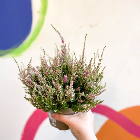 Calluna vulgaris 'Dark Star' - Heather - Sprouts of Bristol