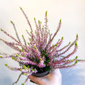 Calluna vulgaris 'Nova Gold' - Heather - Sprouts of Bristol