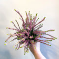 Calluna vulgaris 'Nova Gold' - Heather - Sprouts of Bristol