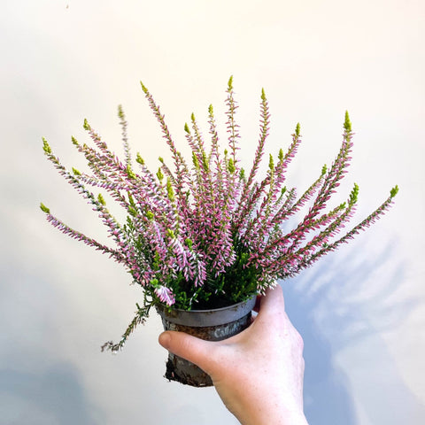 Calluna vulgaris 'Nova Gold' - Heather - Sprouts of Bristol