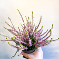 Calluna vulgaris 'Nova Gold' - Heather - Sprouts of Bristol