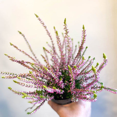 Calluna vulgaris 'Nova Gold' - Heather - Sprouts of Bristol