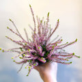 Calluna vulgaris 'Nova Gold' - Heather - Sprouts of Bristol