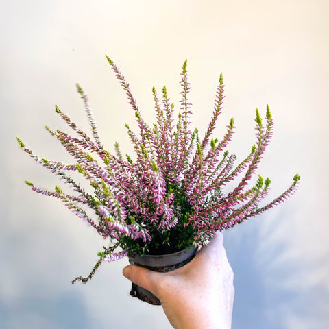 Calluna vulgaris 'Nova Gold' - Heather - Sprouts of Bristol