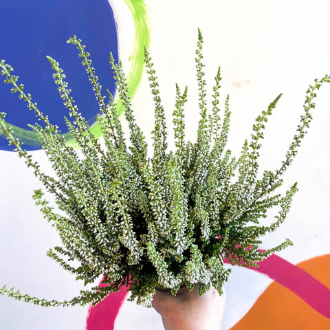 Calluna vulgaris 'Wibos Weiss' - Heather - Sprouts of Bristol