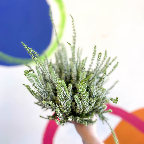 Calluna vulgaris 'Wibos Weiss' - Heather - Sprouts of Bristol