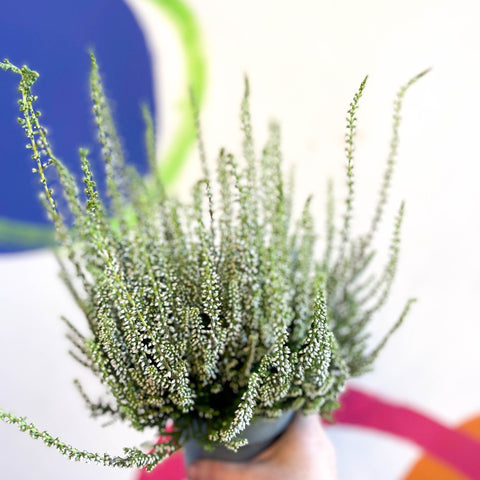 Calluna vulgaris 'Wibos Weiss' - Heather - Sprouts of Bristol