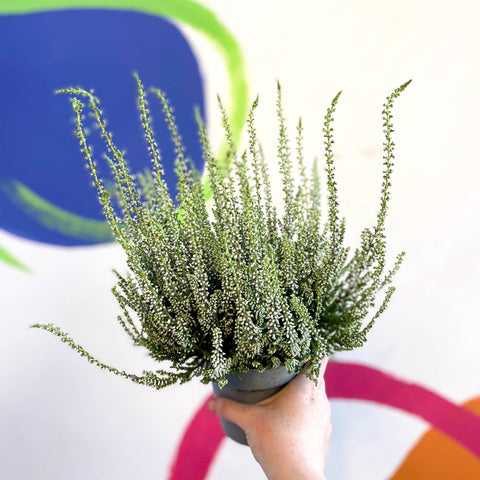 Calluna vulgaris 'Wibos Weiss' - Heather - Sprouts of Bristol