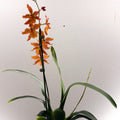 Cambria Orchid (Oncidium - type hybrid) – Burnt Orange - Sprouts of Bristol