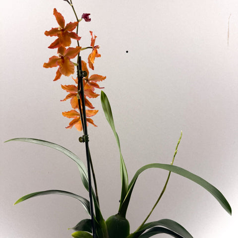 Cambria Orchid (Oncidium - type hybrid) – Burnt Orange - Sprouts of Bristol