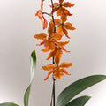 Cambria Orchid (Oncidium - type hybrid) – Burnt Orange - Sprouts of Bristol